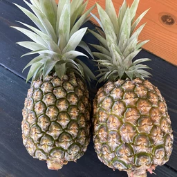 Pineapple season has begun