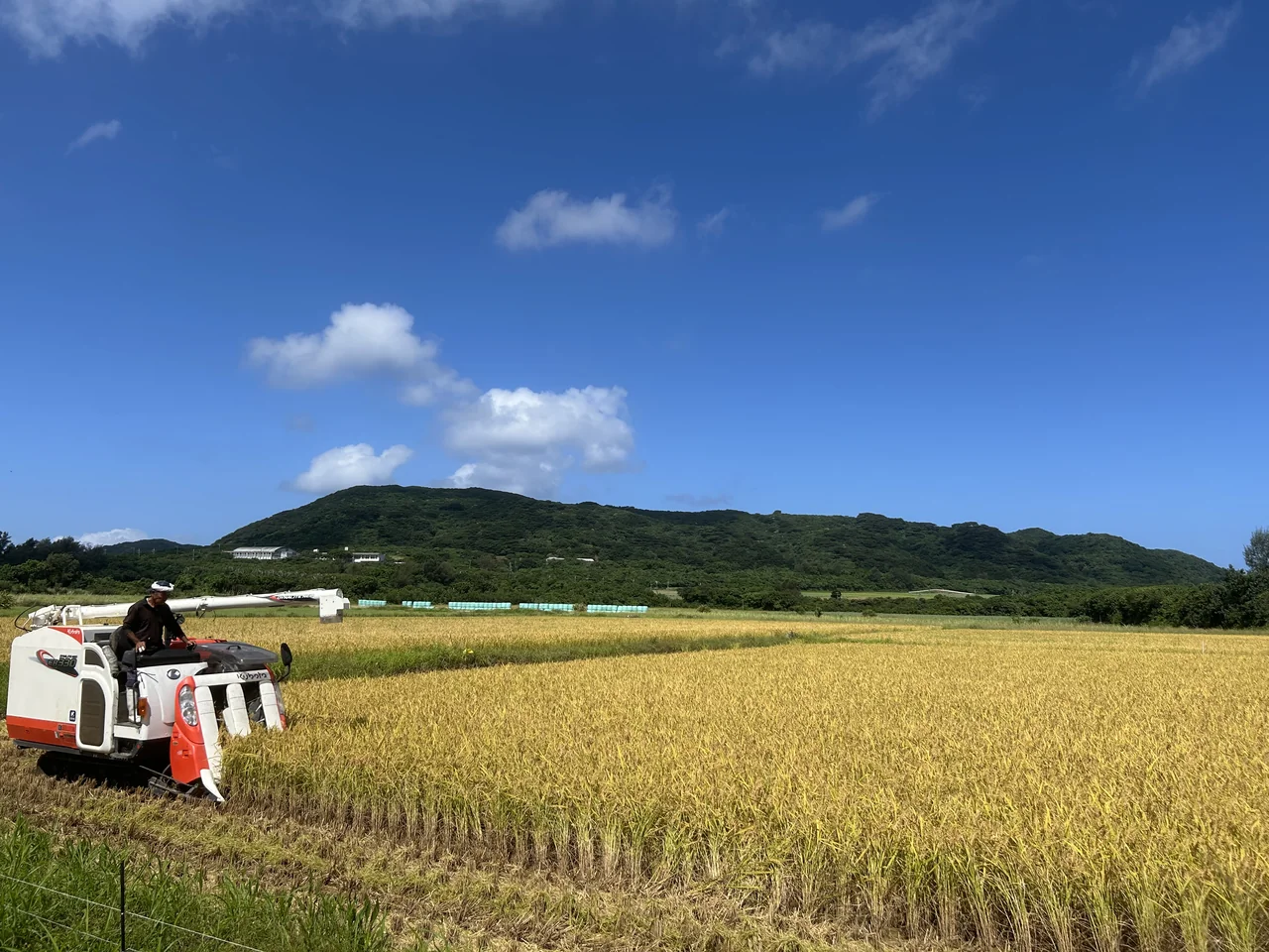 Japan's earliest rice harvest has begun on Ishigaki Island