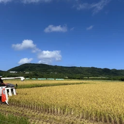 Japan's earliest rice harvest has begun on Ishigaki Island