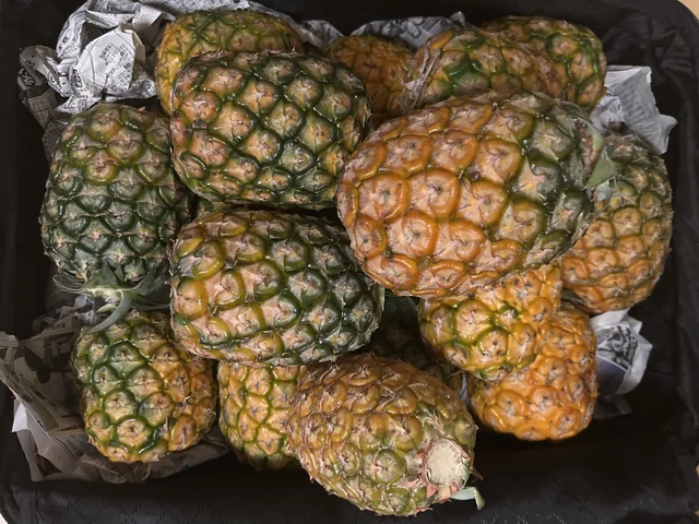 Pineapples carefully cultivated and harvested after two and a half years