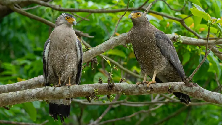 野鳥の楽園